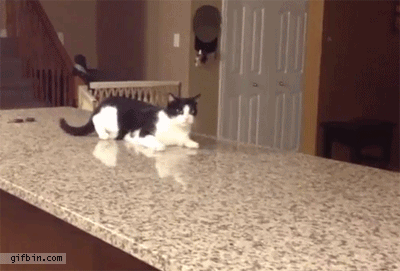 cat-walking-off-counter.gif