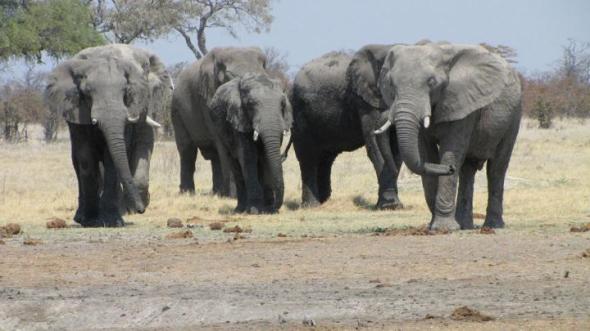 These are elephants in Botswana