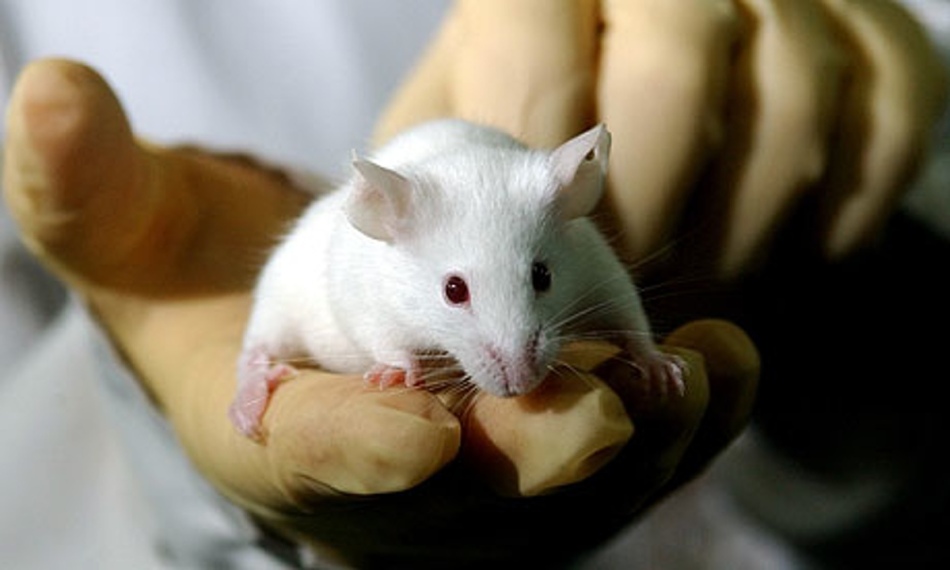Anti-aging tricks from dietary supplement seen in mice