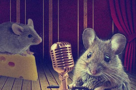 Female mice sing for sex Researcher finds female mice sing during courtship