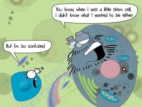 funny stem cell comic