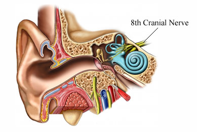 8th cranial nerve