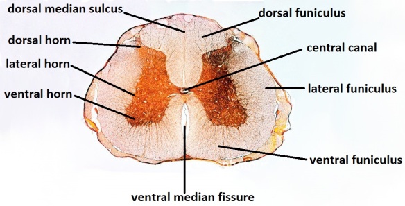 anterior median fissure