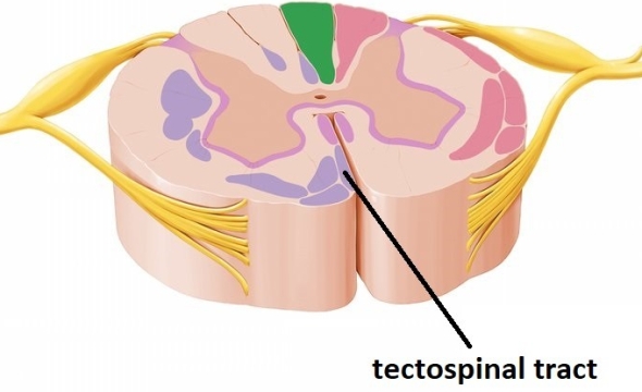 tectospinal tract